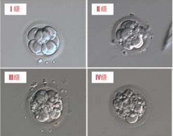 通过第三代试管婴儿技术助孕的囊胚和胚胎相比
