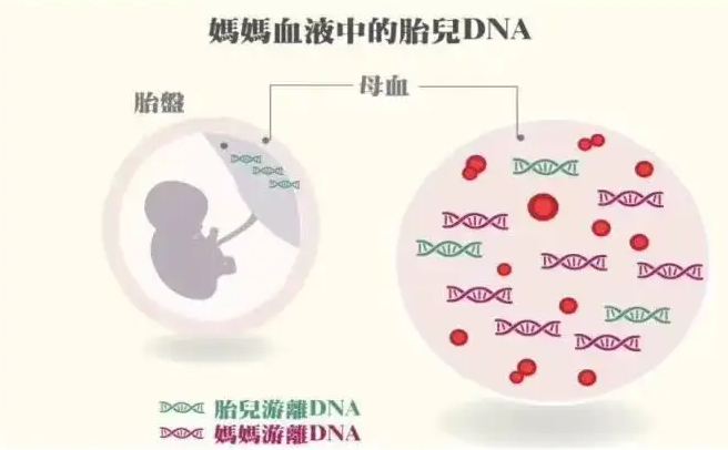 香港验血鉴别胎儿的策略（香港验血验男女的准确性）