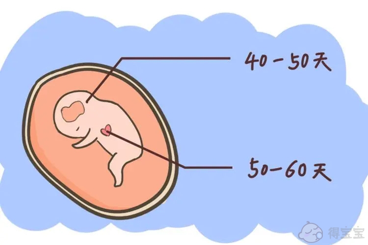 胎儿的心跳是什么意思？胎儿的心跳和胎芽的目的是什么？