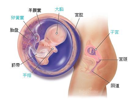 你的宝宝在怀孕第10周的发育是安全的，没有流产的风险。