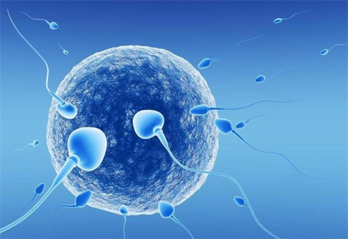 漳州助孕中介价格表：XY精子分离的优点是众所周知的，但2个危险也是不容忽视的。