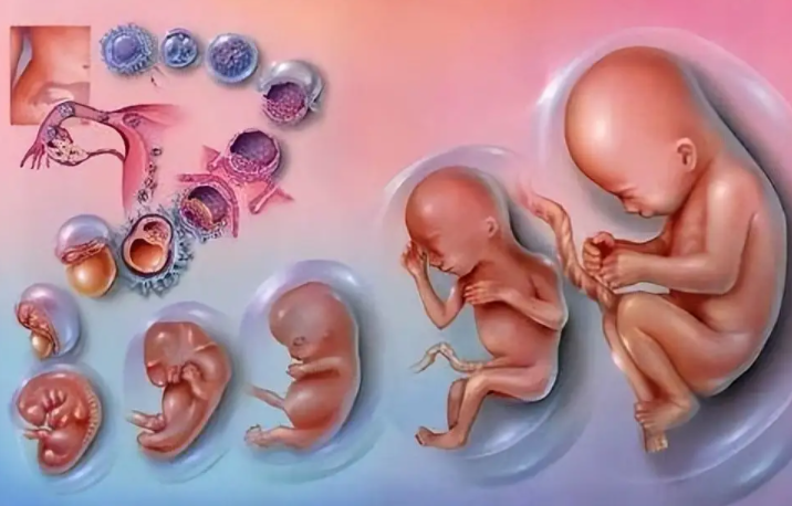 泰州正规助孕男孩-泰国第三代试管婴儿技术有很多优点--保证是个男孩!