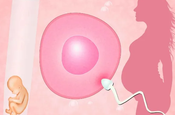 太原供卵医院：体外受精是为了生命吗？在试管婴儿治疗过程中，有可能得到错误的胚胎吗？